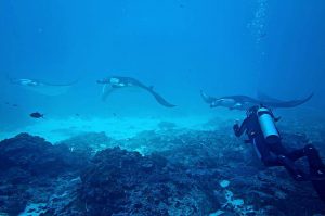 bali diving